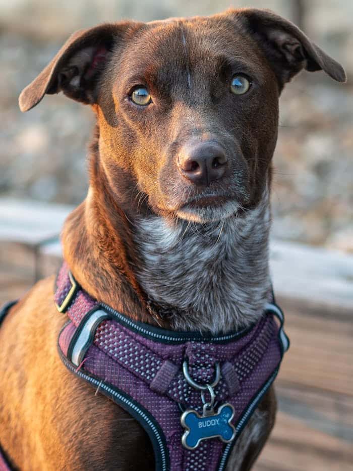 Cute terrier dog in purple harness enjoying outdoor adventure in Warsaw, MO.