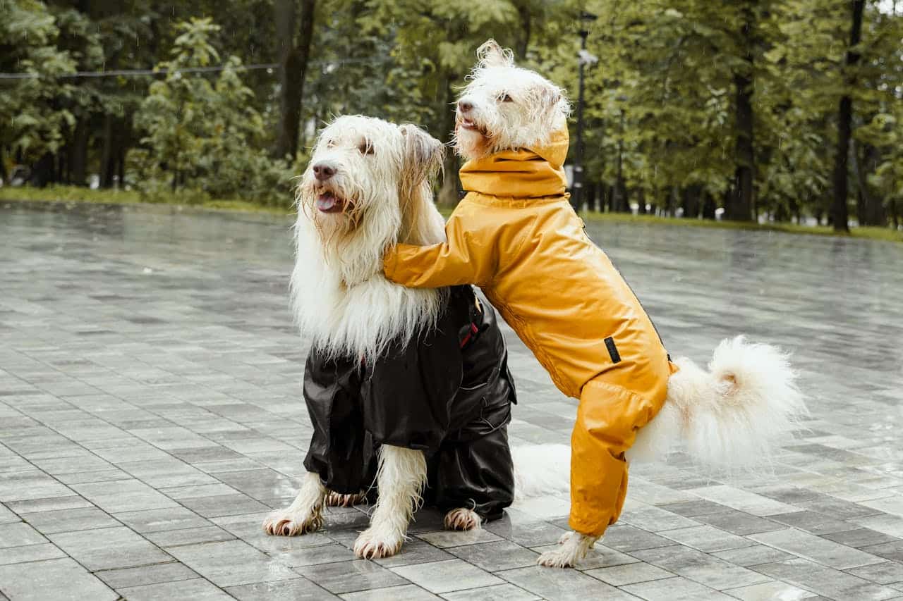 Two adorable dogs in colorful raincoats having fun outdoors on a rainy day.